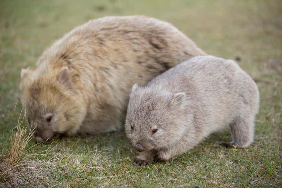 Hobart: Maria Island National Park Active Full-Day Tour - Key points to know before you book