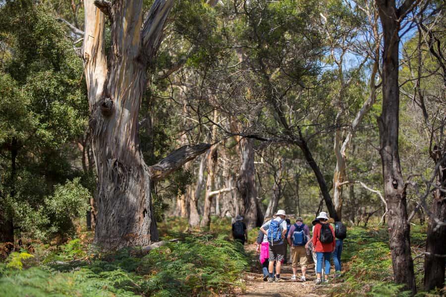Hobart: Maria Island National Park Active Full-Day Tour - Why Maria Island feels different from Hobart