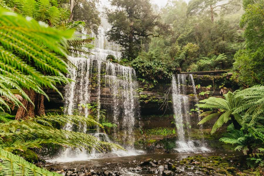 Hobart: Mt Wellington, Mt Field, Bonorong and Richmond Trip - Why this Hobart day trip works