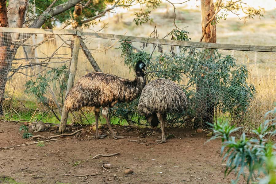 Hobart: Mt Wellington, Mt Field, Bonorong and Richmond Trip - Bonorong Wildlife Sanctuary and close animal encounters