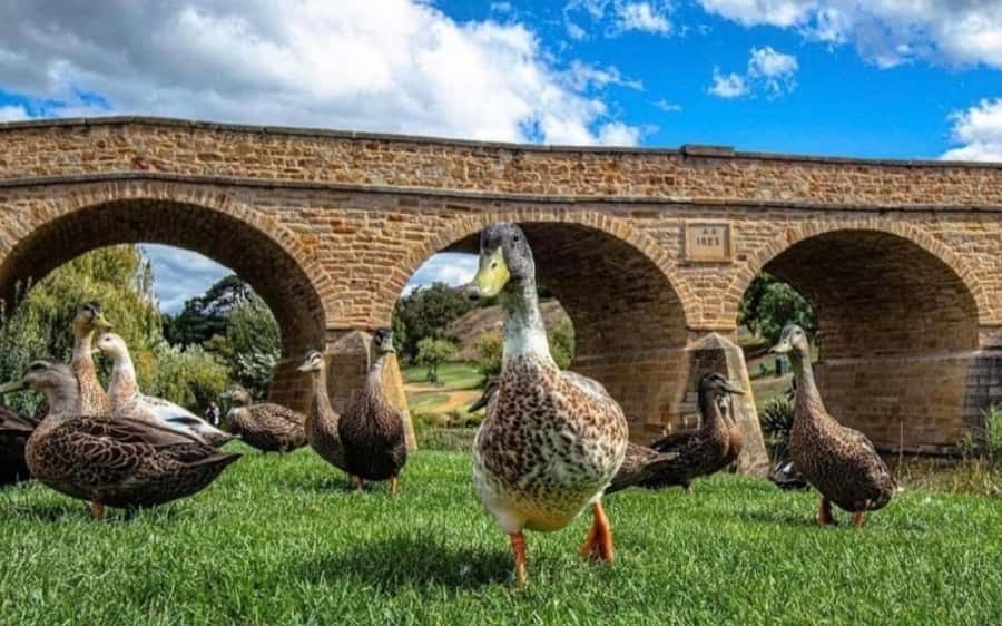 Hobart: Mt Wellington, Richmond, & Bonorong Wildlife Tour - Cascade Gardens and the Female Factory ruins