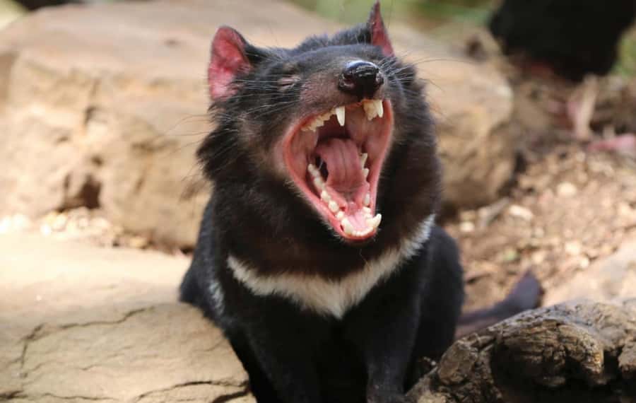 Hobart: Mt Wellington, Richmond, & Bonorong Wildlife Tour - Richmond, where free time matters