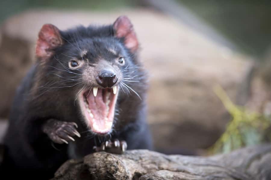 Hobart: Port Arthur, Richmond & Tassie Devil - Active Tour - Key points at a glance