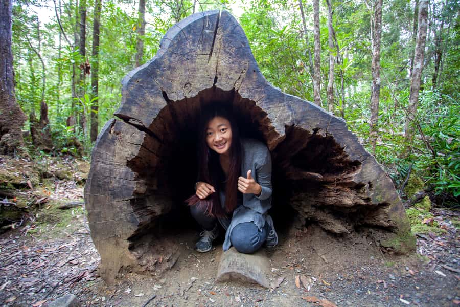 Hobart: Tahune Airwalk, Hastings Cave, Thermal Springs Tour - Why this day trip works so well