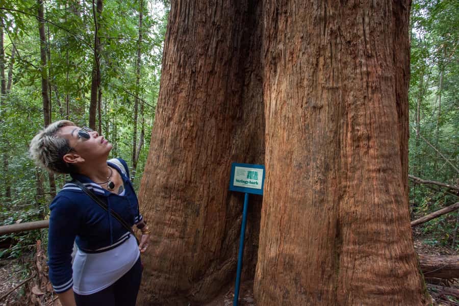 Hobart: Tahune Airwalk, Hastings Cave, Thermal Springs Tour - Ancient trees on the Huon Pine Walk