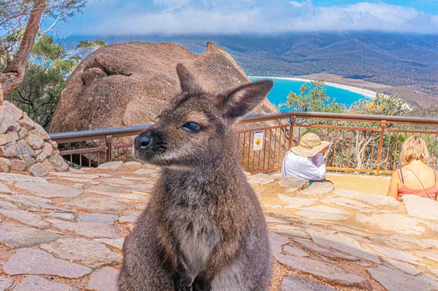 Hobart: Wineglass Bay, Freycinet Park, and Richmond Tour - Why this day trip works from Hobart