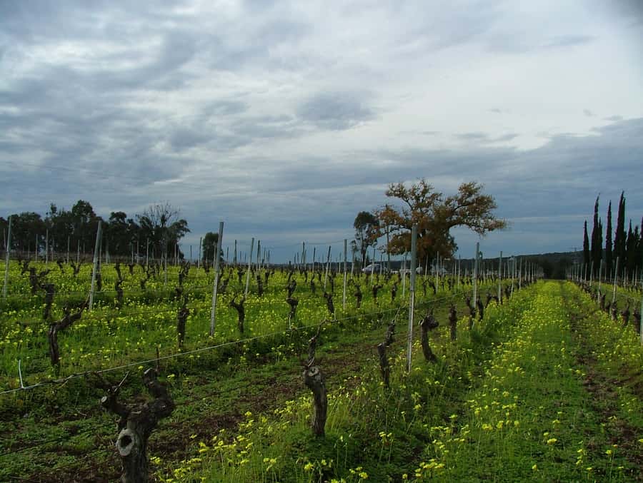 Hunter Valley: Uncork the Hunter Full-Day Wine Tour - The guide can make or break the mood