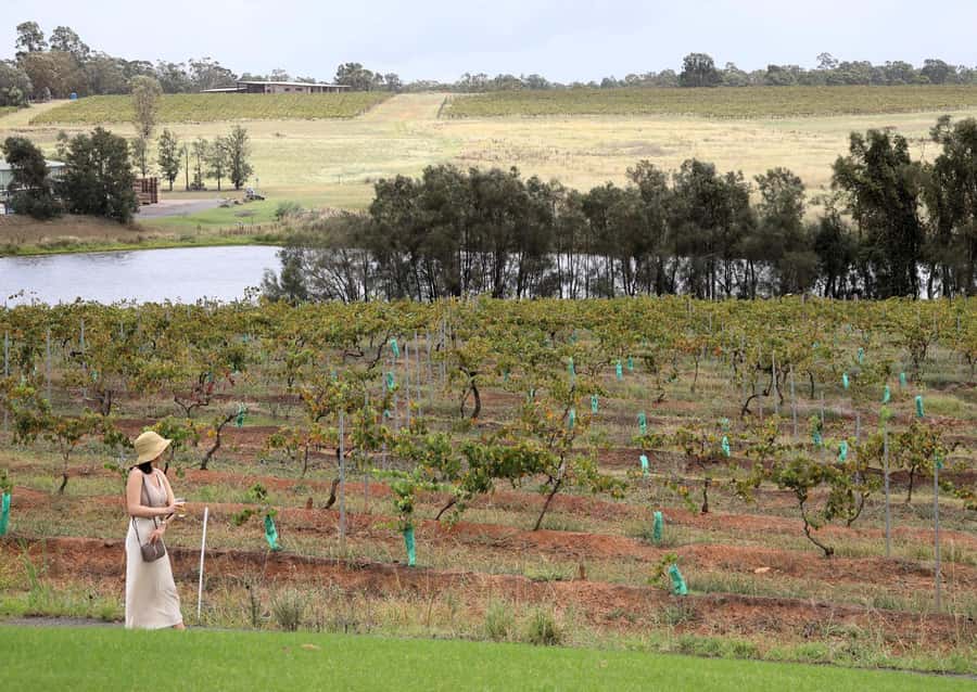 Hunter Valley: Wine, Chocolate and Lunch All Inclusive Tour - Belgian chocolate for the ride home