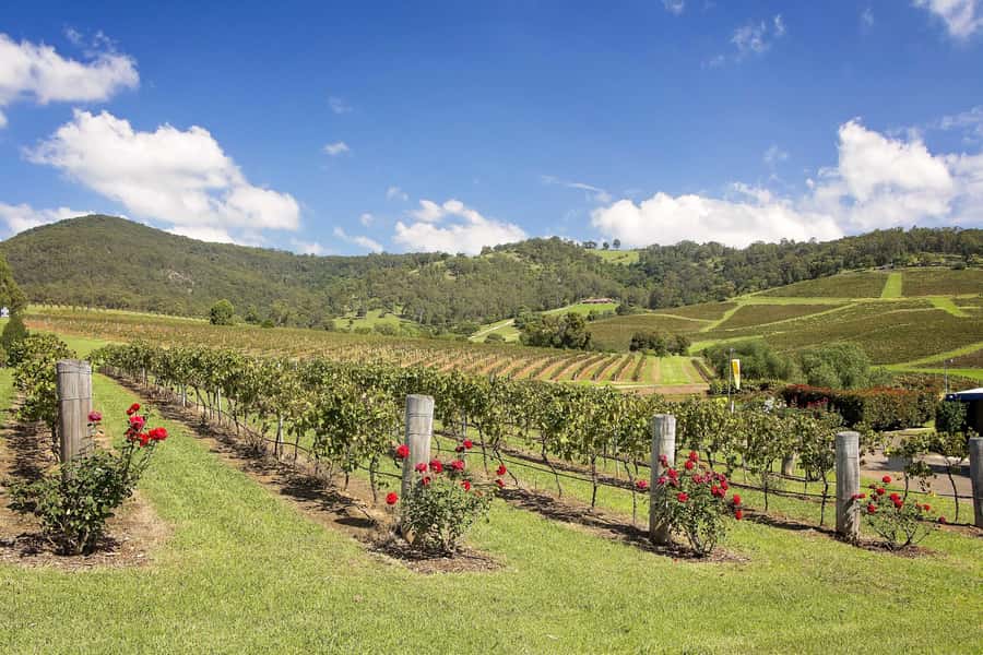 Hunter Valley: Wine Tour with 3 Tastings and Garden Lunch - Cypress Lakes and the garden lunch