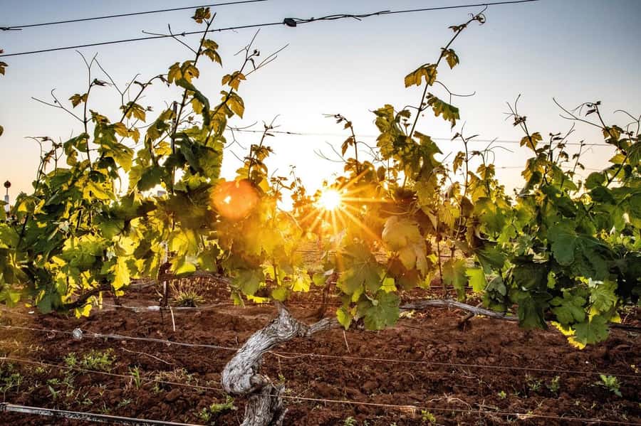 Hunter Valley: Wine Tour with 3 Tastings and Garden Lunch - What the small minibus adds to the day
