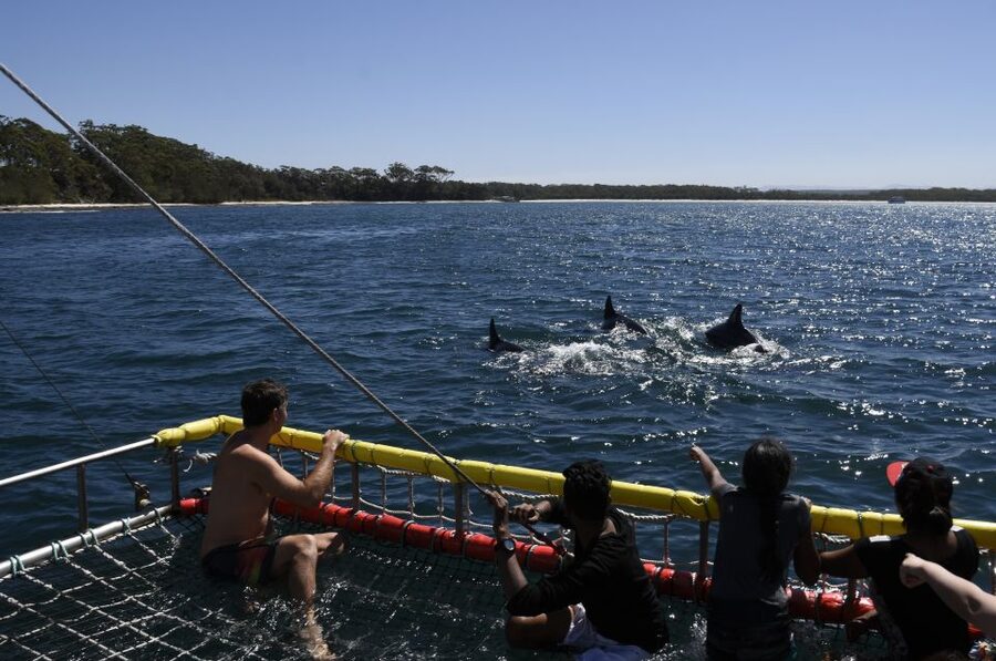 Huskisson: Dolphin Cruise & Boom Netting Experience - Practical Tips Before You Go