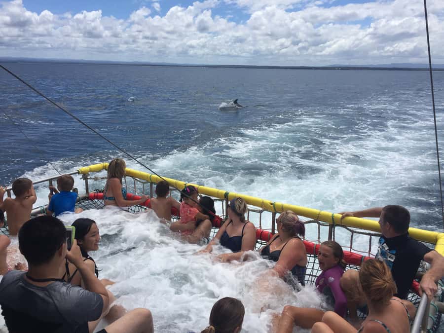 Huskisson: Dolphin Cruise & Boom Netting Experience - The Dolphin Search: What the First Part Feels Like