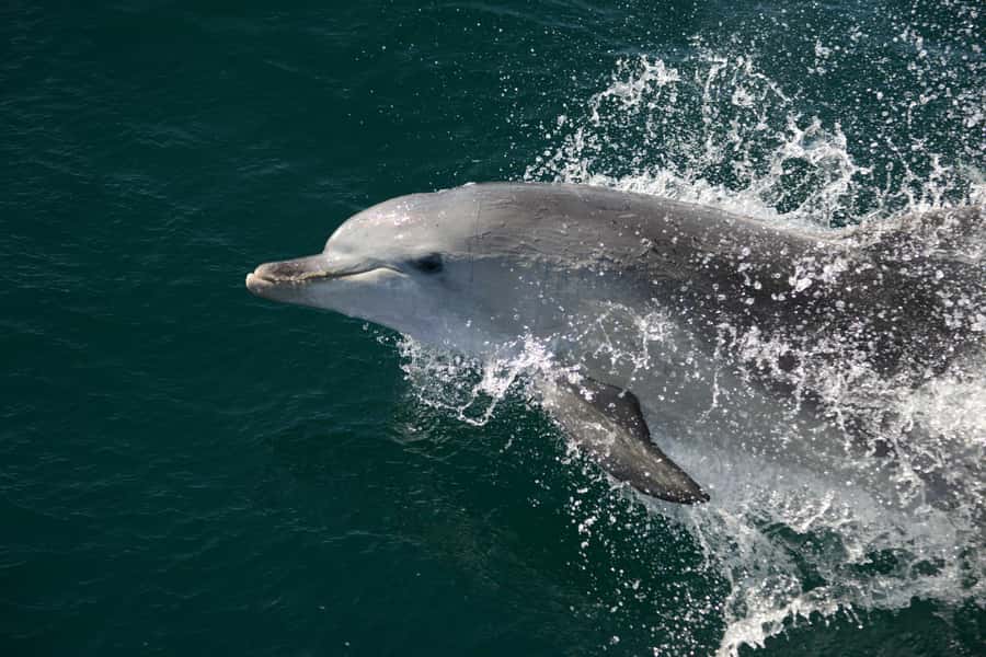 Jervis Bay: 2-Hour Cruise of Jervis Bay Passage - Hyams Beach and the white-sand views