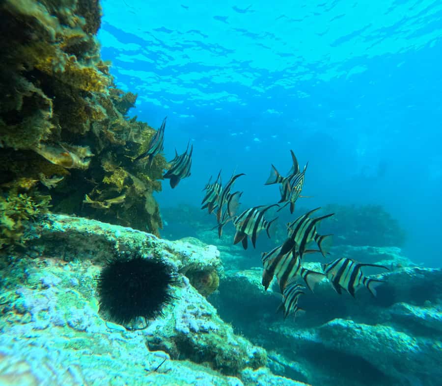 Jervis Bay: Guided Snorkelling Tour with expert guide - Why this Jervis Bay tour feels different