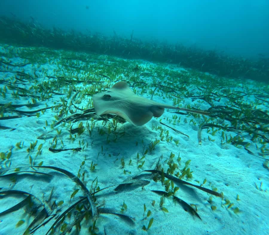 Jervis Bay: Guided Snorkelling Tour with expert guide - The safety briefing and equipment fitting