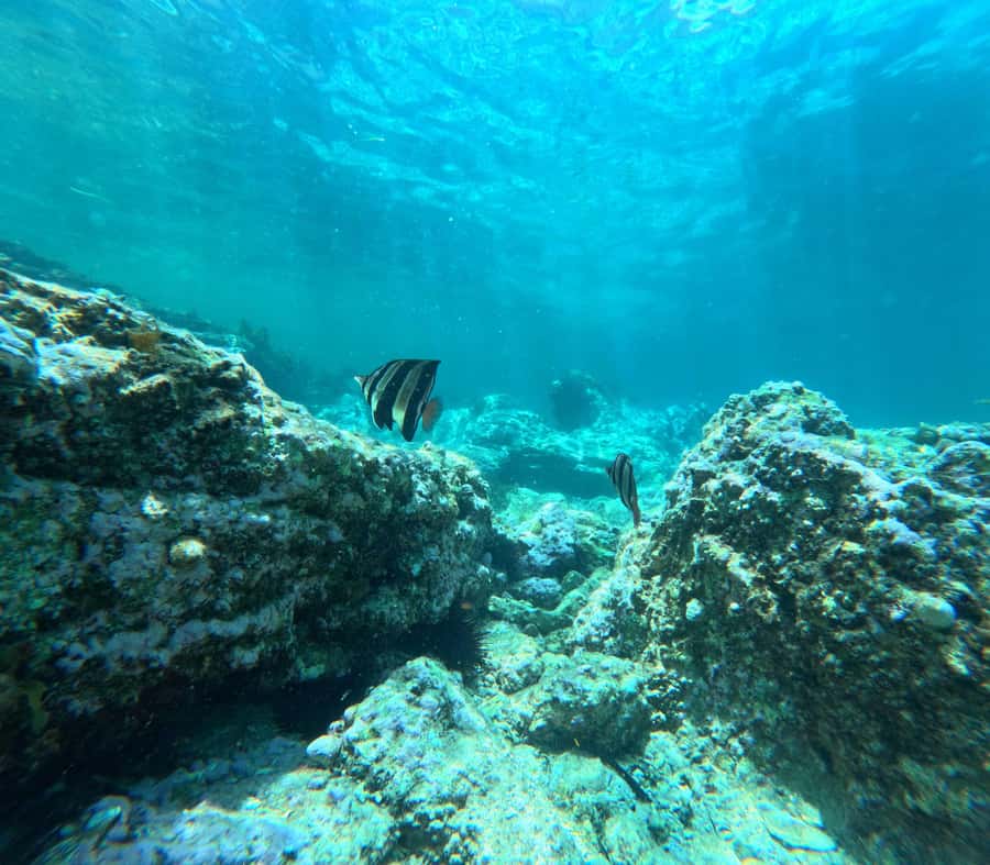 Jervis Bay: Guided Snorkelling Tour with expert guide - Why eight people is the right group size