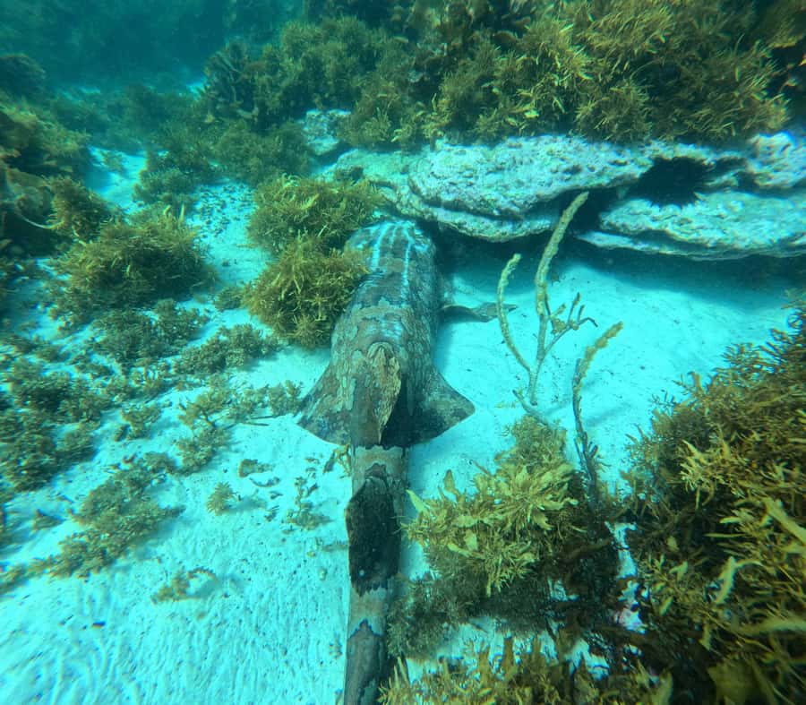 Jervis Bay: Guided Snorkelling Tour with expert guide - Booking value, cancellation, and practical planning