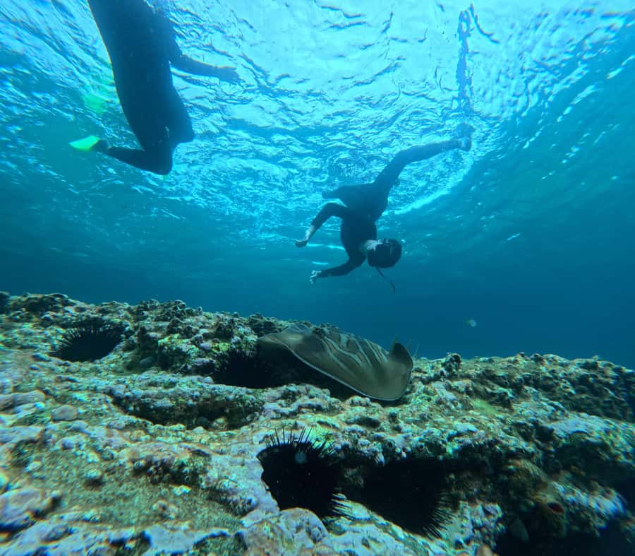 Jervis Bay: Guided Snorkelling Tour with expert guide - Meeting at Murrays Beach Carpark