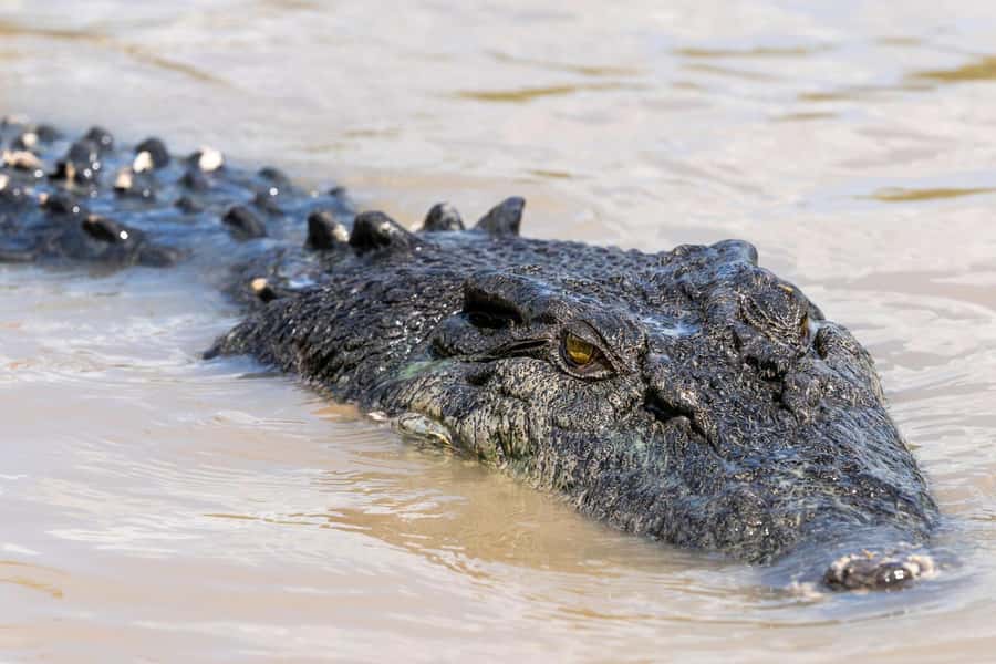Jumping Crocodile Cruise from Darwin Half-Day Scenic Trip - Key points about the Adelaide River crocodile trip