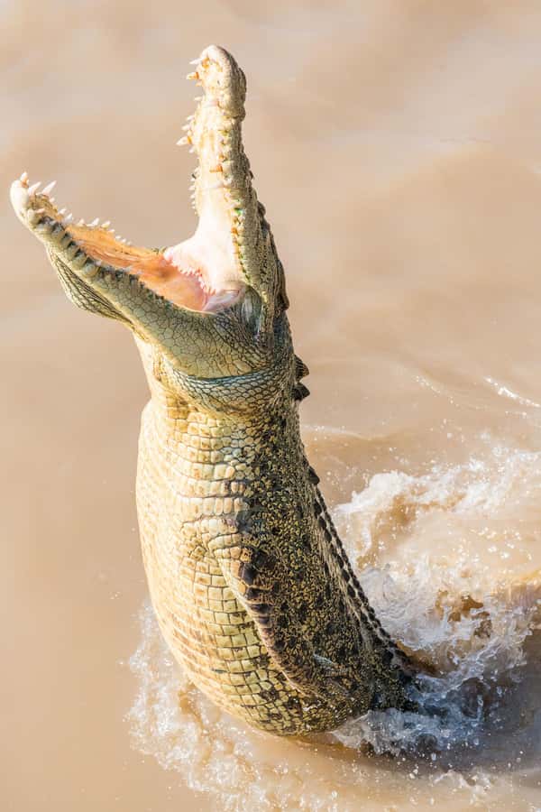 Jumping Crocodile Cruise from Darwin Half-Day Scenic Trip - The 40-minute return to Darwin