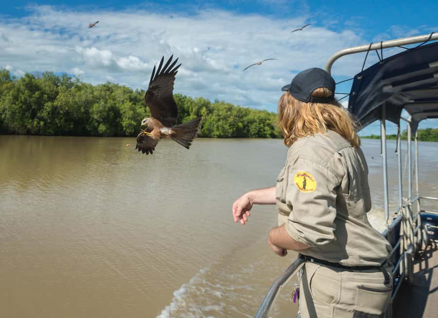 Jumping Crocodile Cruise from Darwin Half-Day Scenic Trip - Is $99 good value?