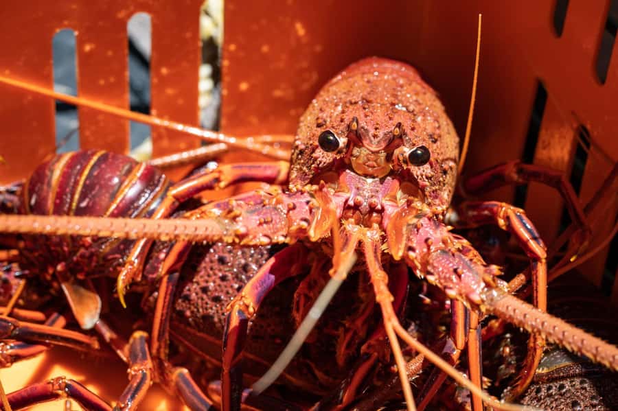 Kalbarri Crayfish Catch & Keep Tour - Leaving Kalbarri Marina for the open ocean