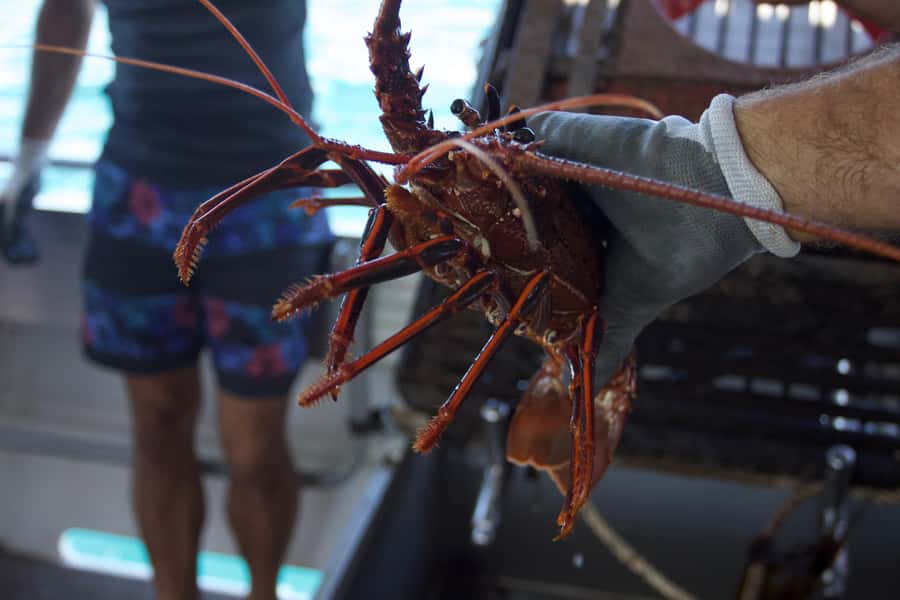 Kalbarri Crayfish Catch & Keep Tour - Learning the rules behind Western Rock Lobster