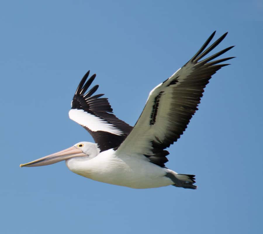 Kalbarri: Murchison River Wilderness Wildlife Cruise - Key points at a glance
