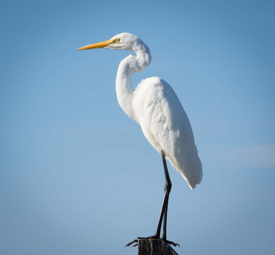 Kalbarri: Murchison River Wilderness Wildlife Cruise - Morning or sunset: choose the right departure