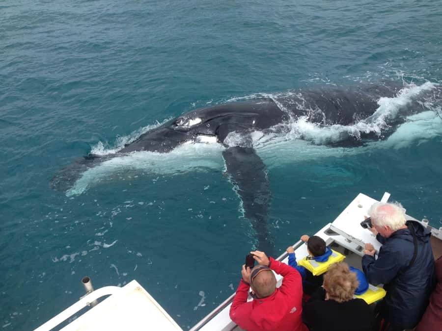 Kalbarri Whale Watching Tour - Key details before you book