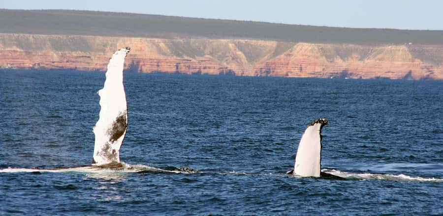 Kalbarri Whale Watching Tour - Setting out from Kalbarri Maritime Facility