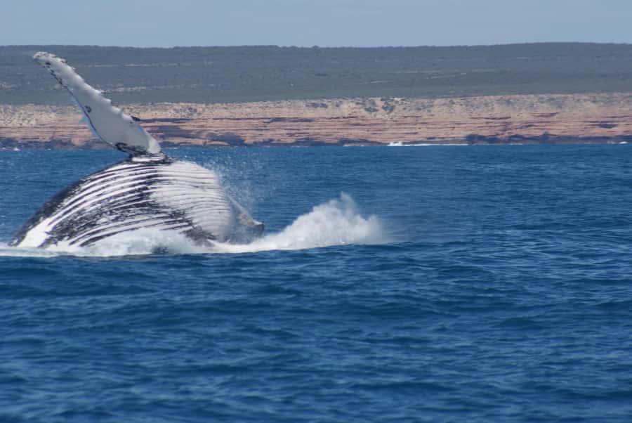 Kalbarri Whale Watching Tour - Following the humpback migration