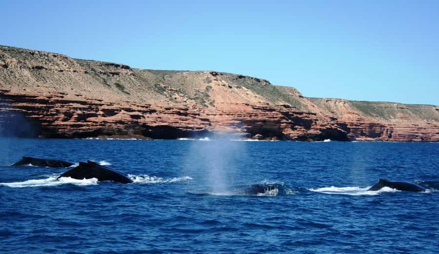 Kalbarri Whale Watching Tour - What the 150-minute duration really means
