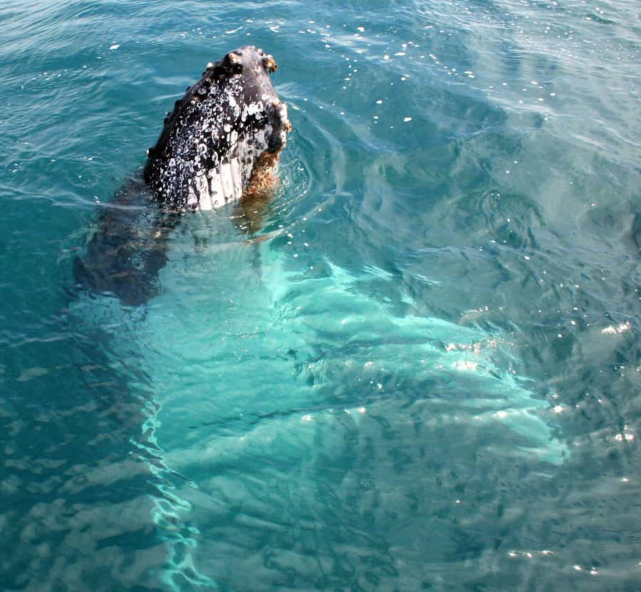 Kalbarri Whale Watching Tour - Seasickness, comfort, and the practical side