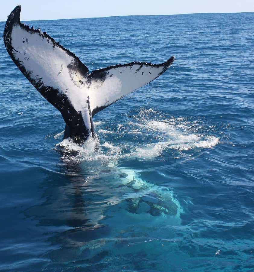 Kalbarri Whale Watching Tour - Is $60 a good value?