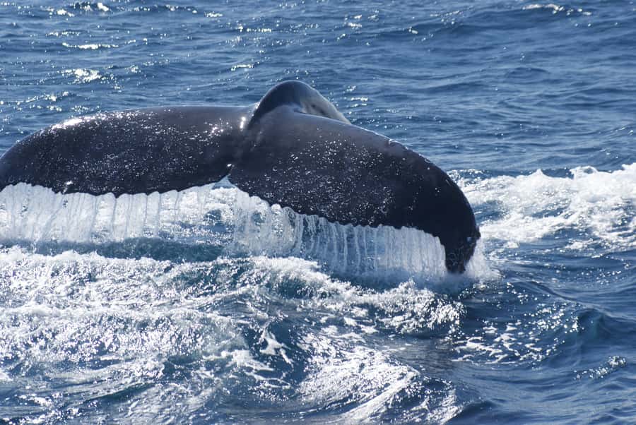 Kalbarri Whale Watching Tour - Six useful questions before departure