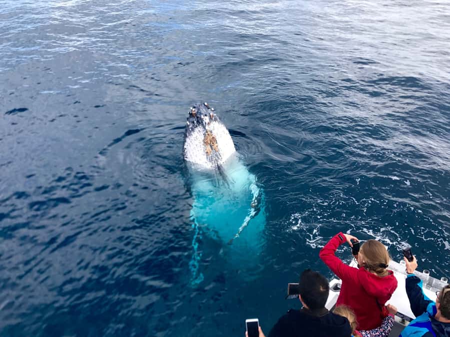 Kalbarri Whale Watching Tour - Kalbarri’s coast from the water