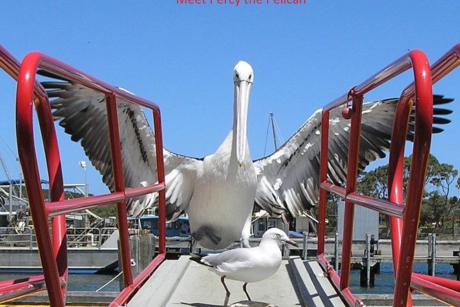 Kalgan Queen Scenic Cruises a four hour sheltered water wildlife tour daily fun. - A calm start at Emu Point