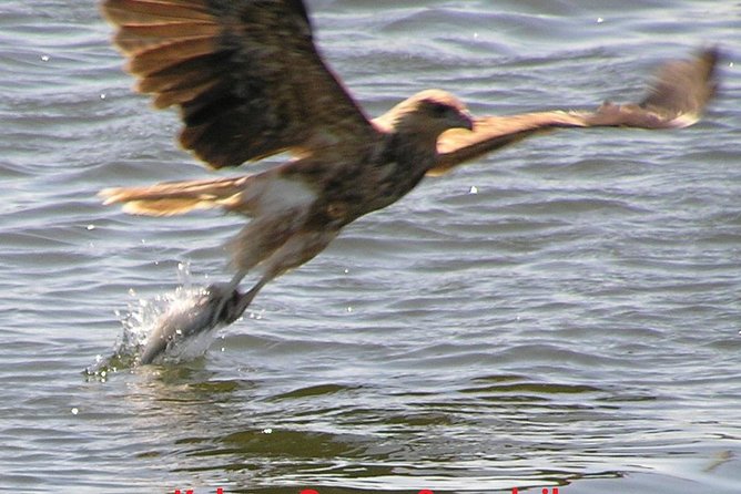 Kalgan Queen Scenic Cruises a four hour sheltered water wildlife tour daily fun. - Oyster Harbour by glass-bottom boat