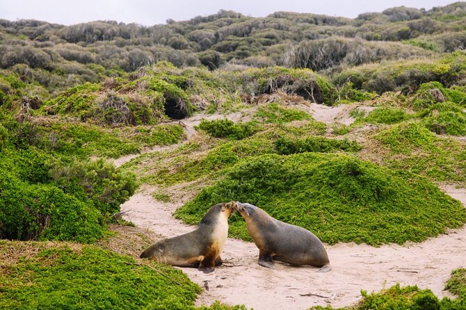 Kangaroo Island 2-Day Wildlife Adventure Small Group tour - Vivonne Bay and Little Sahara