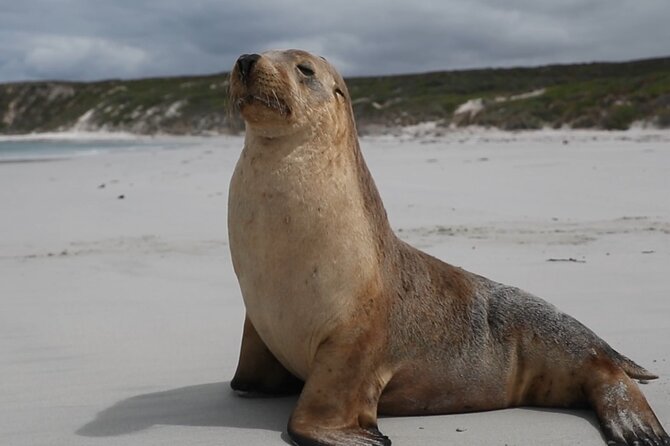 Kangaroo Island 2-Day Wildlife Adventure Small Group tour - What the €531.22 price really covers