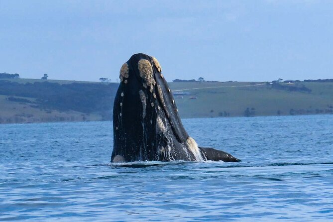 Kangaroo Island: 75-Minute Coastal Safari - Searching for dolphins in open water