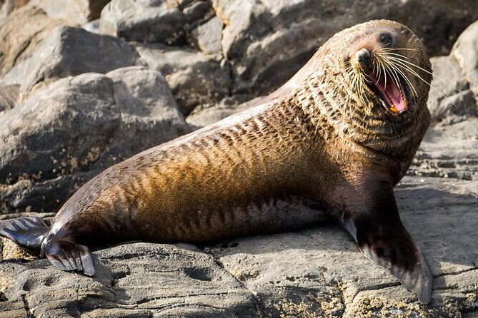 Kangaroo Island: 75-Minute Coastal Safari - Sea eagles and other birds overhead