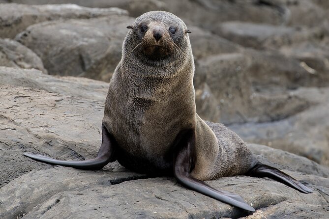 Kangaroo Island: 75-Minute Coastal Safari - How much value do you get for $62?