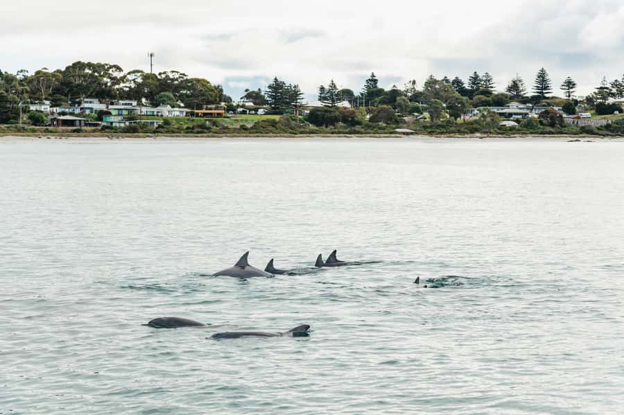 Kangaroo Island: 75-Minute Coastal Safari - Weather, comfort, and practical limits
