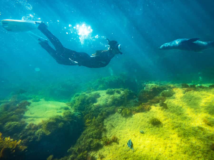 Kangaroo Island: Dolphin, Seal, and Swimming Boat Tour - Key things to know before you book