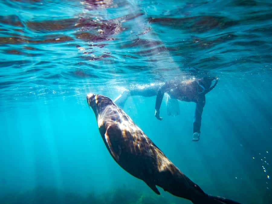 Kangaroo Island: Dolphin, Seal, and Swimming Boat Tour - The seal encounter can be the star