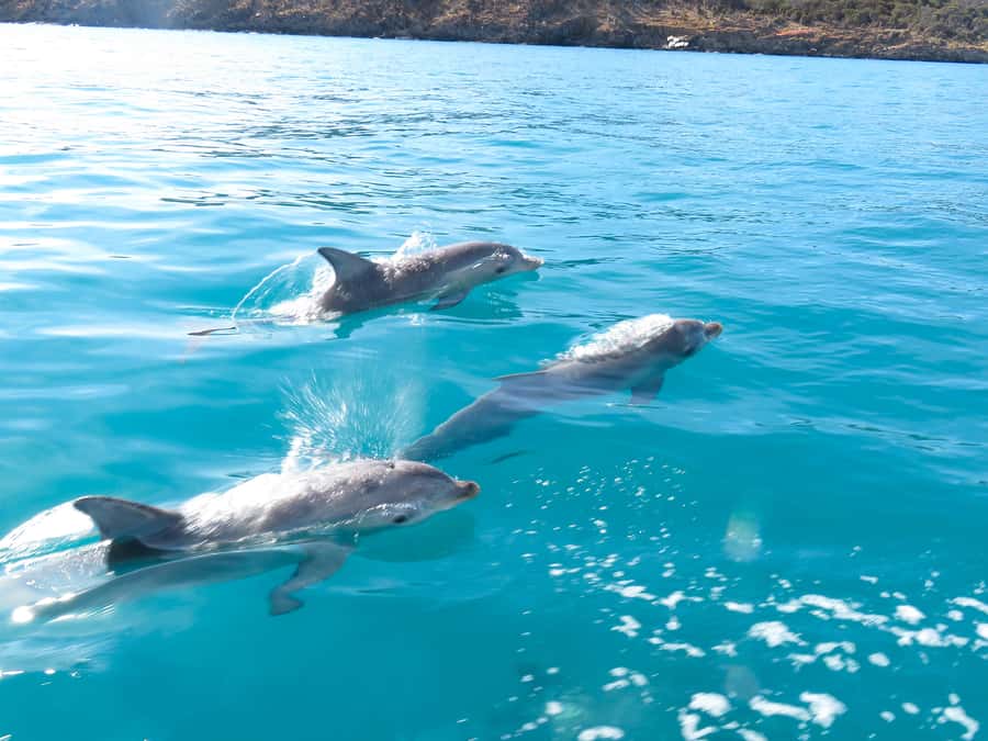 Kangaroo Island: Dolphin, Seal, and Swimming Boat Tour - Dolphin sightings require patience