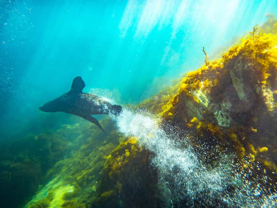 Kangaroo Island: Dolphin, Seal, and Swimming Boat Tour - What it feels like in the water