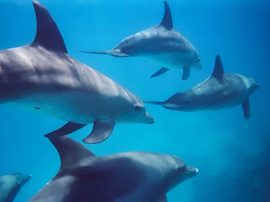 Kangaroo Island: Dolphin, Seal, and Swimming Boat Tour - Cruising Kangaroo Island’s coastal waters